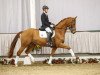 dressage horse Schuhbeck 2 (Westphalian, 2013, from Stoiber SN)