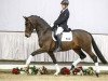 dressage horse Smaragd 80 (Westphalian, 2014, from Sunday)