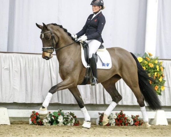 dressage horse Bel Dame (Westphalian, 2013, from Belissimo NRW)