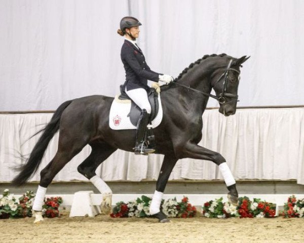 dressage horse Vertigo (Westphalian, 2012, from Vitalis)