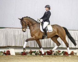 dressage horse Modesty Blaise JHH (Westphalian, 2012, from E.H. Millennium)