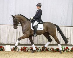 dressage horse Schattentänzer (Westphalian, 2013, from Schwarzgold)