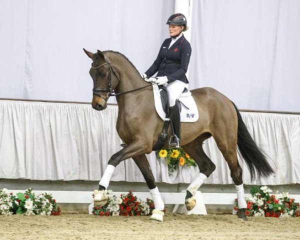 dressage horse Davalerian (Westphalian, 2014, from Dante Weltino Old)