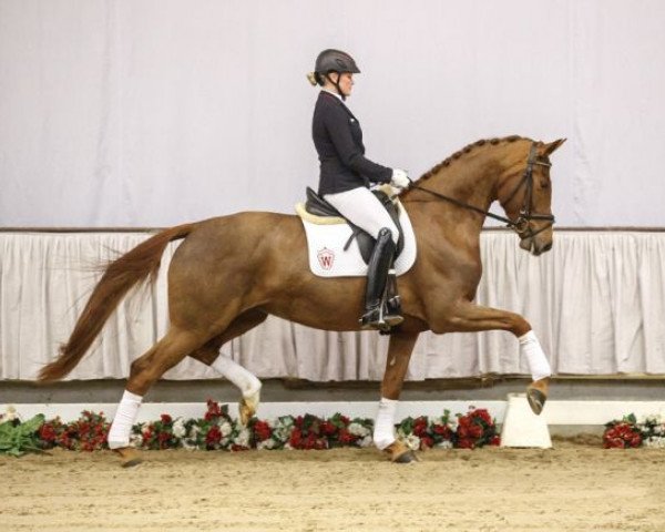 dressage horse Fenja (Westphalian, 2013, from Franziskus FRH)