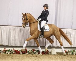 dressage horse Sensei (Westphalian, 2013, from Sezuan)