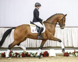 stallion Superdry (Westphalian, 2014, from Sir Heinrich OLD)