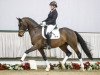 dressage horse Downton Abbey (Westphalian, 2014, from Gk Don Cesar)