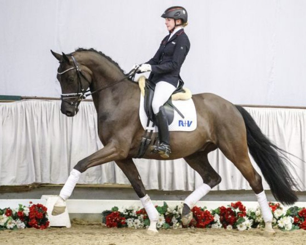 dressage horse Full House (Westphalian, 2013, from Fürstenball)