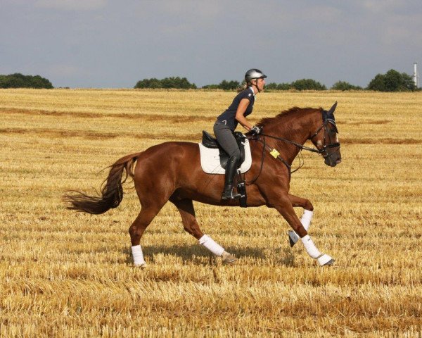 dressage horse Linas 4 (Hanoverian, 2005, from Londonderry)