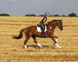 dressage horse Linas 4 (Hanoverian, 2005, from Londonderry)