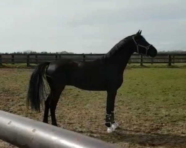 dressage horse L'egero 3 (Oldenburg, 2011, from Licotus)