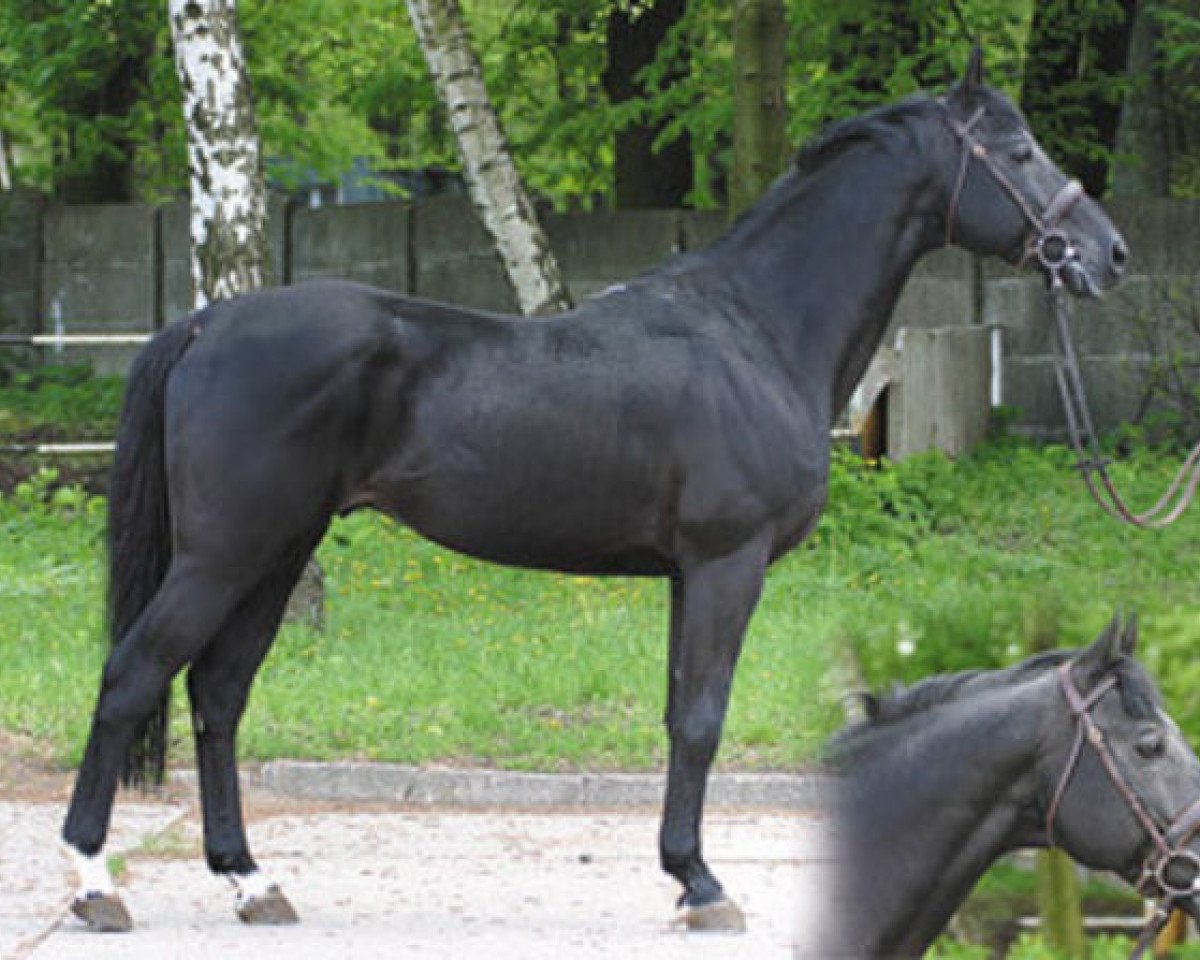 stallion Saganek AA (Anglo-Arabs, 1988, from Sajan)