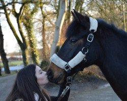 dressage horse Kunigunde 9 (German Riding Pony, 2009, from Bartholomeo)