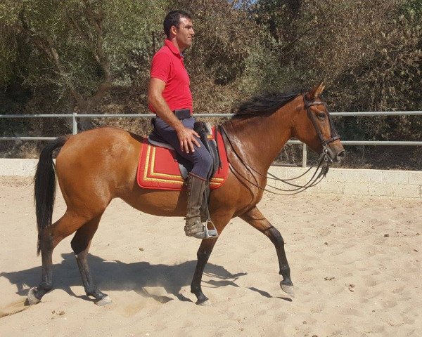 Pferd CASTANA (Cruzado, 2008)