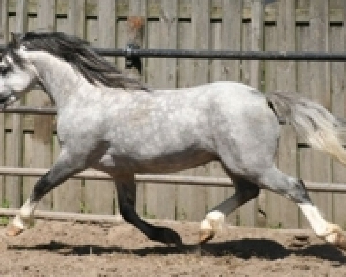 stallion Ysselvliedts Glamour Boy (Welsh mountain pony (SEK.A),  , from Vechtzicht's Hywel)