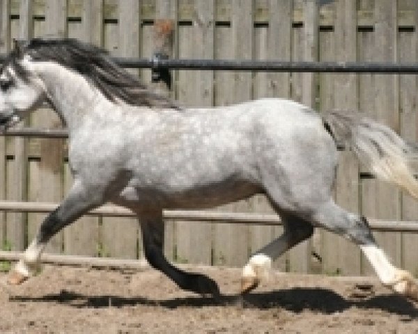 Deckhengst Ysselvliedts Glamour Boy (Welsh Mountain Pony (Sek.A),  , von Vechtzicht's Hywel)