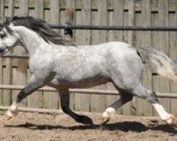 stallion Ysselvliedts Glamour Boy (Welsh mountain pony (SEK.A),  , from Vechtzicht's Hywel)