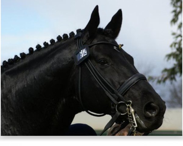 stallion Whisper IV (Hanoverian, 1996, from Weltmeyer)