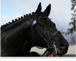 stallion Whisper IV (Hanoverian, 1996, from Weltmeyer)