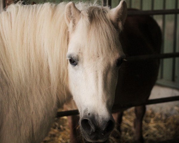 Zuchtstute Loretta (Shetland Pony, 1988, von Jelais van de Belschuur)