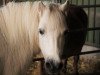 Zuchtstute Loretta (Shetland Pony, 1988, von Jelais van de Belschuur)