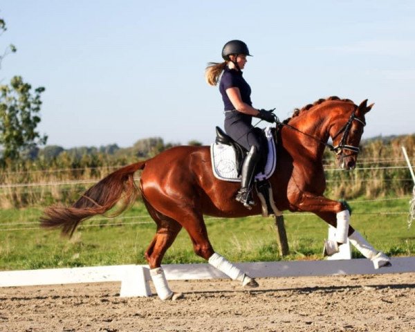 dressage horse Reykjavik 16 (Oldenburg, 2017, from Royal Doruto OLD)