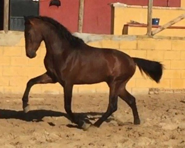 horse LEVANTE LVIII (Pura Raza Espanola (PRE), 2014)