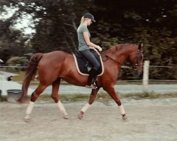 dressage horse Bo Nala (Hanoverian, 2003, from Beluga)