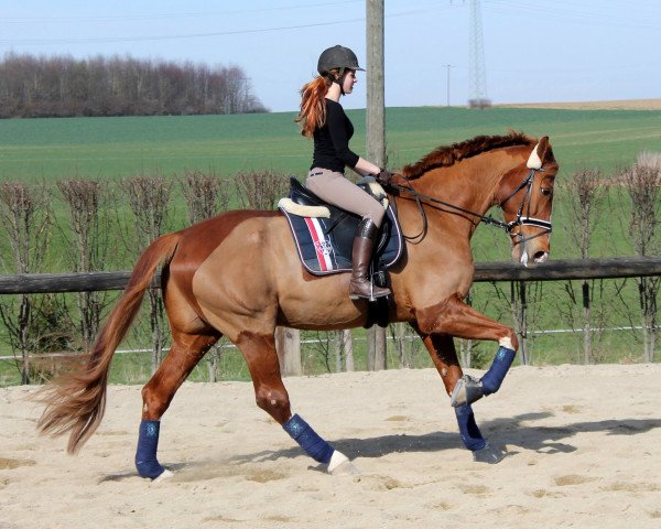 dressage horse Florenco 3 (Oldenburg, 2004, from Florencio I)