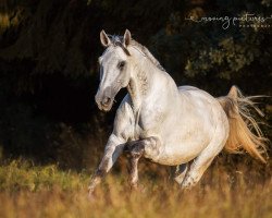 Springpferd Let Your Soulfly (Deutsches Reitpferd, 2008, von Salvanto)