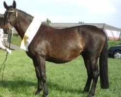 broodmare Winkelsmaragd (Hanoverian, 1991, from Western Star)