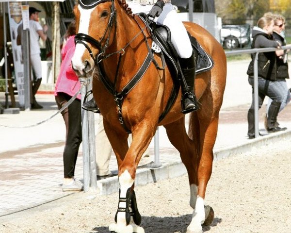 jumper Grisu 420 (Hanoverian, 2009, from Garant)