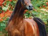 stallion Ali Jamaal ox (Arabian thoroughbred, 1982, from Ruminaja Ali 1976 ox)