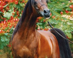 stallion Ali Jamaal ox (Arabian thoroughbred, 1982, from Ruminaja Ali 1976 ox)