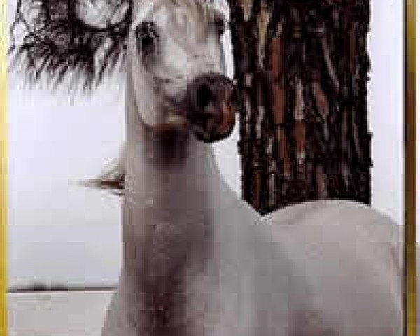 stallion Satyn el Jamaal ox (Arabian thoroughbred, 1994, from Ali Jamaal ox)