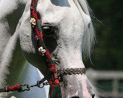 stallion Milak AA ox (Arabian thoroughbred, 1986, from Malik 1970 EAO)