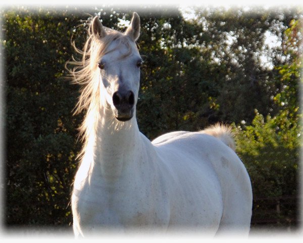 broodmare Chantals Aziza ox (Arabian thoroughbred, 1997, from Ansata Sinan ox)