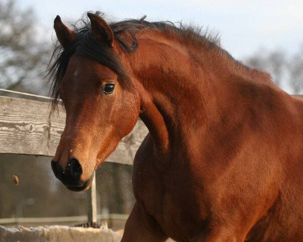 broodmare Ar Majidah S ox (Arabian thoroughbred, 2007, from Nur Ad Dine EAO)