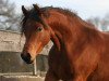 broodmare Ar Majidah S ox (Arabian thoroughbred, 2007, from Nur Ad Dine EAO)