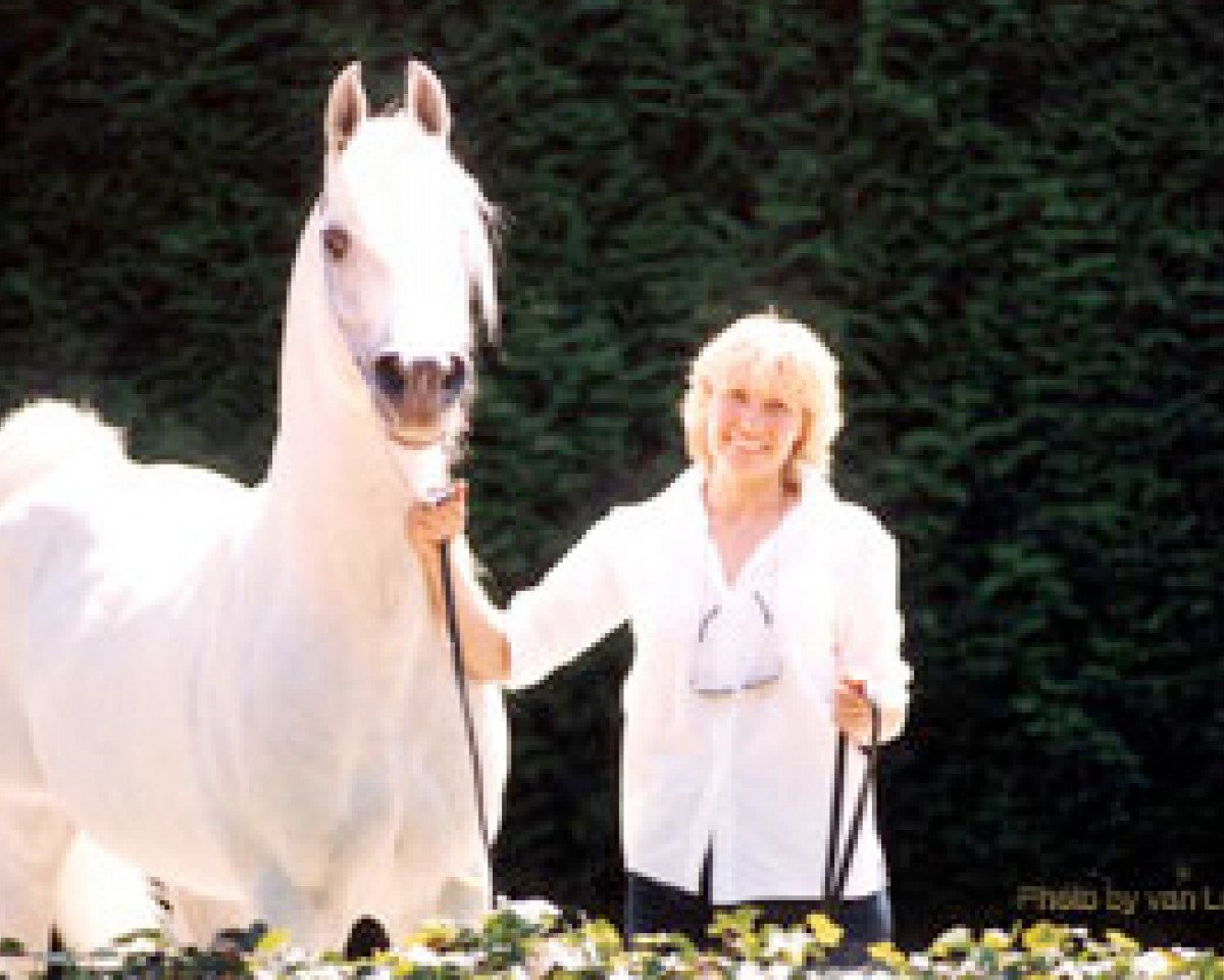 stallion Ibn Estasha ox (Arabian purebred, 1980, from Malik 1970 EAO)