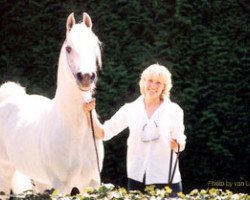 stallion Ibn Estasha ox (Arabian thoroughbred, 1980, from Malik 1970 EAO)