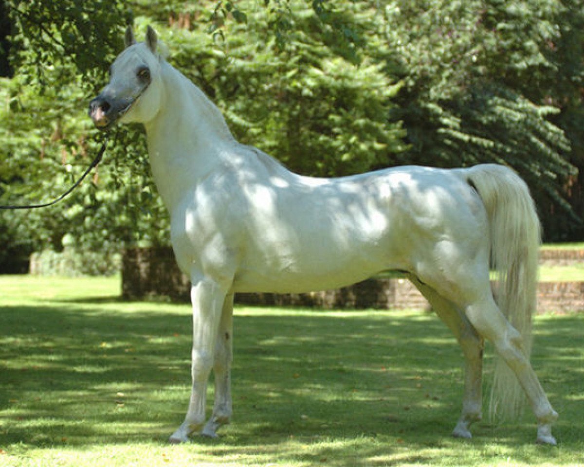 stallion Esta-Ghalil ox (Arabian purebred, 1985, from Ibn Estasha ox)