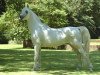 stallion Esta-Ghalil ox (Arabian thoroughbred, 1985, from Ibn Estasha ox)