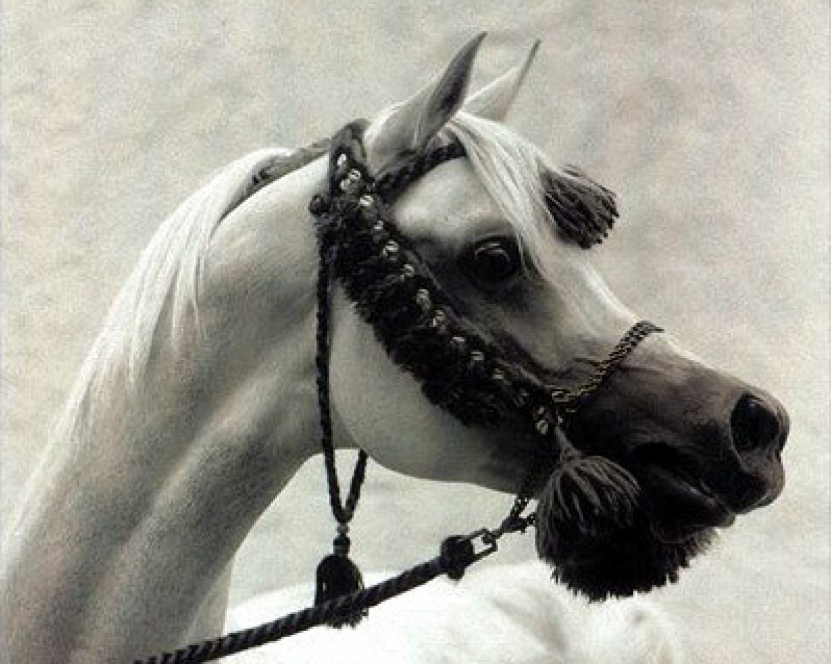 stallion Ansata Sinan ox (Arabian purebred, 1992, from Prince FA Moniet ox)
