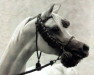 stallion Ansata Sinan ox (Arabian thoroughbred, 1992, from Prince FA Moniet ox)