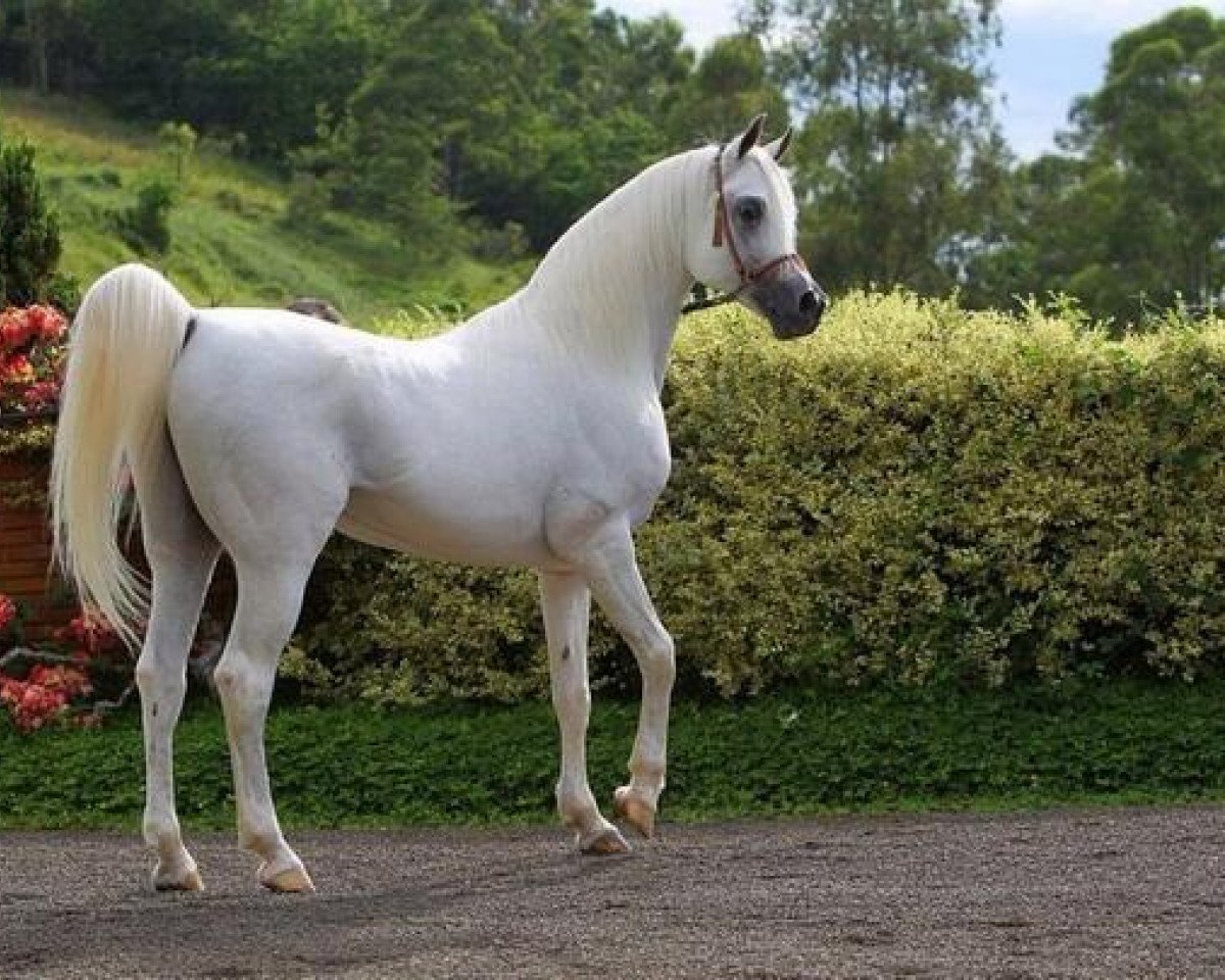 stallion Khidar ox (Arabian purebred, 1997, from Ansata Sinan ox)