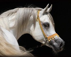 stallion Najjar ox (Arabian thoroughbred, 2005, from Khidar ox)