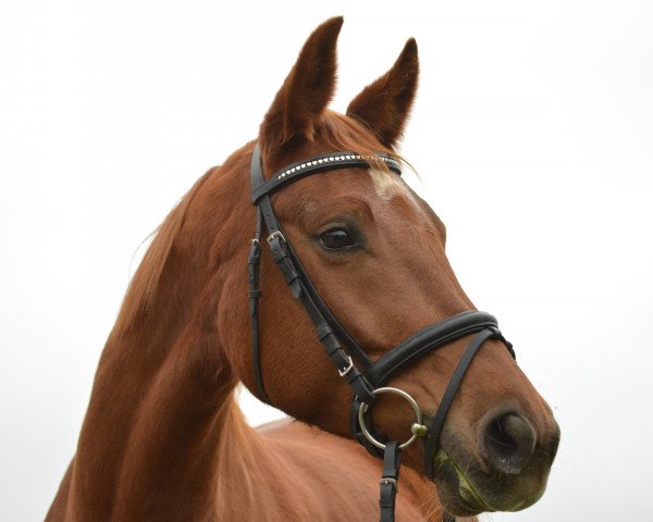 dressage horse Enora Dream (Oldenburg, 2008, from Dream Rubin)