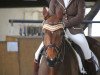 dressage horse Dallmayr 3 (Hessian Warmblood, 2002, from Dartagnan)