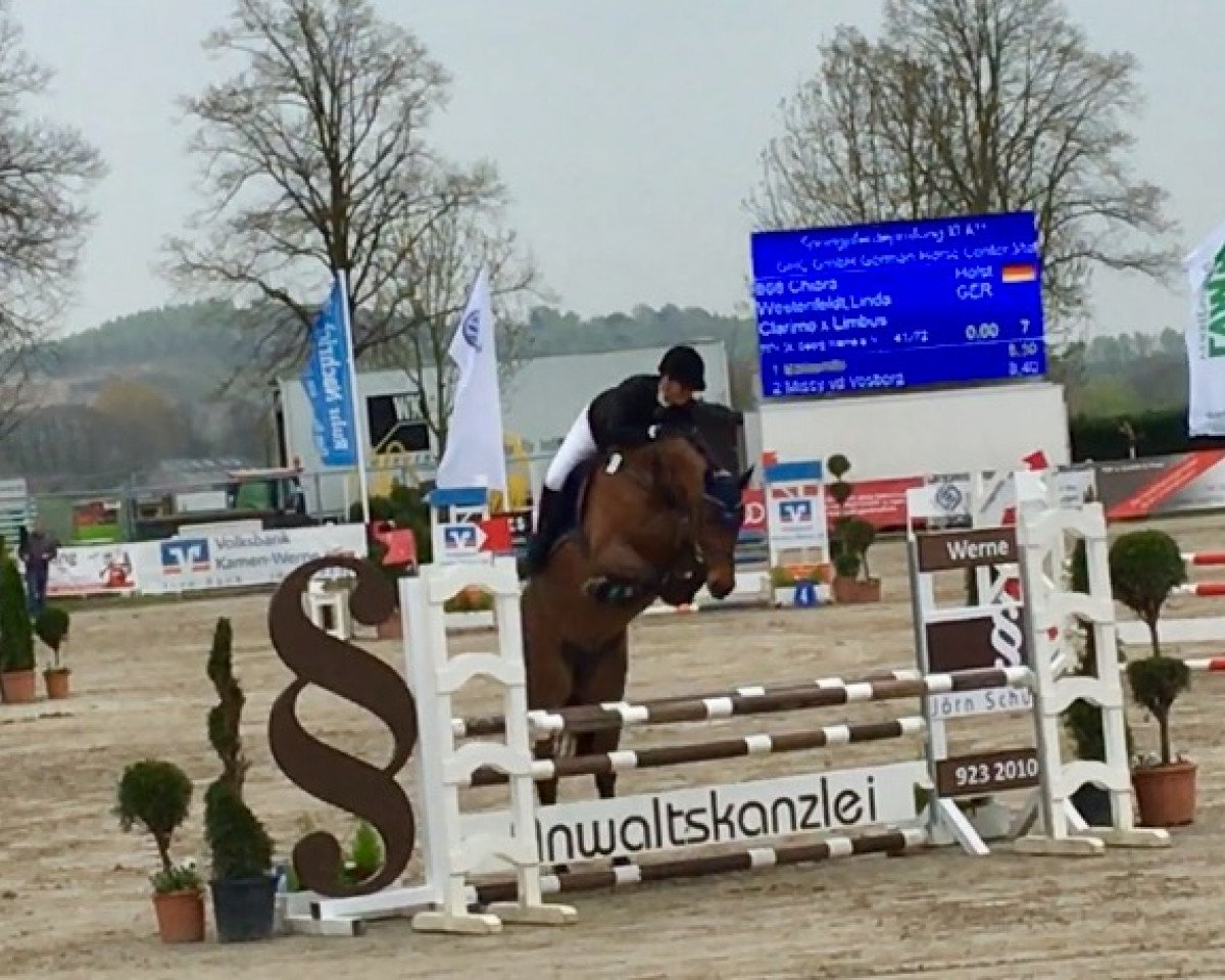 Springpferd Call me Cookie 4 (Holsteiner, 2011, von Clarimo Ask)
